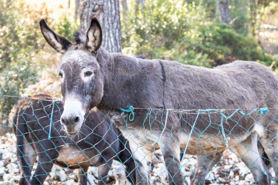 Donkeys - Things to do in Dugi otok